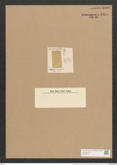 Mastogloia decora Lend.-Fortm. (de-Toni-Nr.: Genus 26, Species 1291) Zeichnungen Sammlung Grunow Nr. 2455 (NHMW-BOT-W0369626)